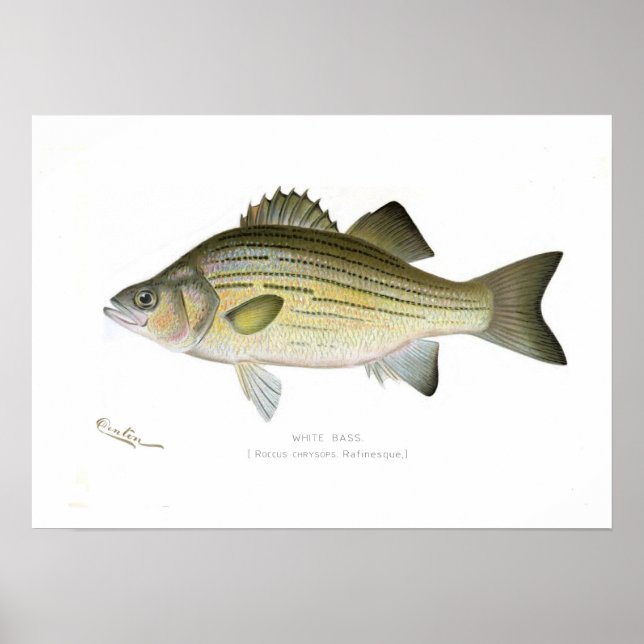 White Bass Poster (Front)