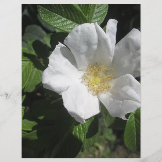 White Beach Plum Rose (Front)