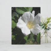 White Beach Plum Rose (Standing Front)
