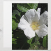 White Beach Plum Rose (Front/Back)