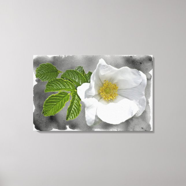 White Beach Rose Wildflower Canvas Print (Front)