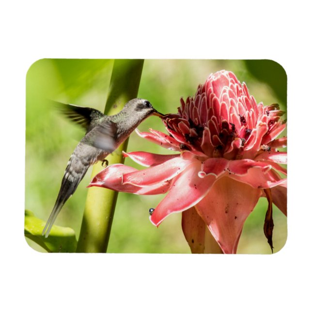 White-bearded Hermit Small Magnet (Horizontal)