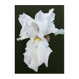 White Bearded Iris on Black Background Acrylic Print
