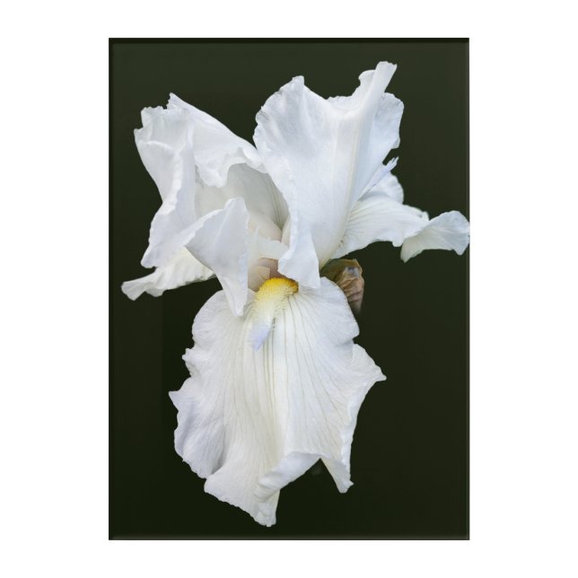 White Bearded Iris on Black Background Acrylic Print (Front)