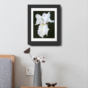 White Bearded Iris on Black Background Framed Art