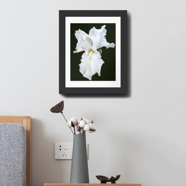 White Bearded Iris on Black Background Framed Art (Bedside)