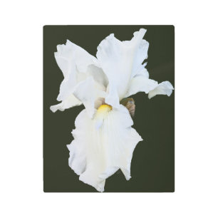 White Bearded Iris on Black Background Metal Print