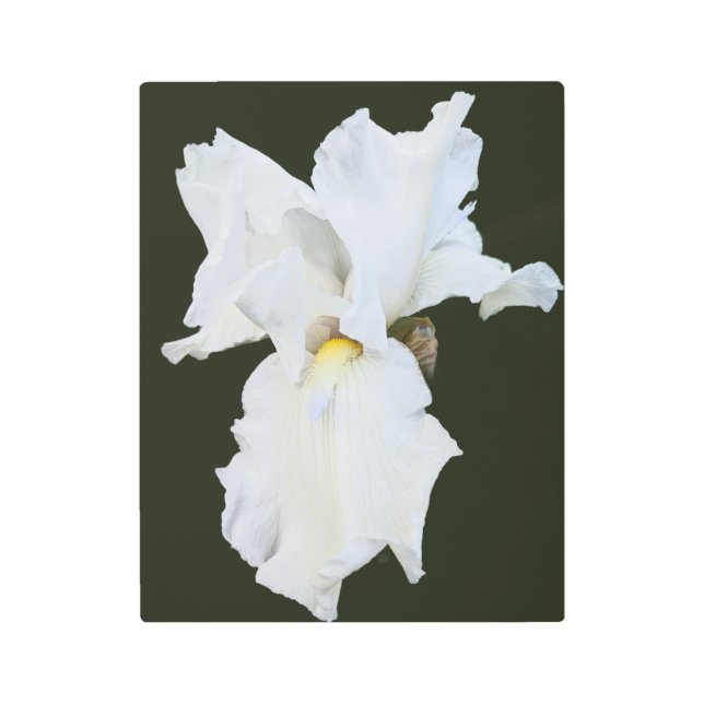 White Bearded Iris on Black Background Metal Print (Front)
