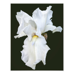 White Bearded Iris on Black Background Photo Print