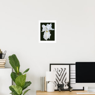 White Bearded Iris on Black Background Poster