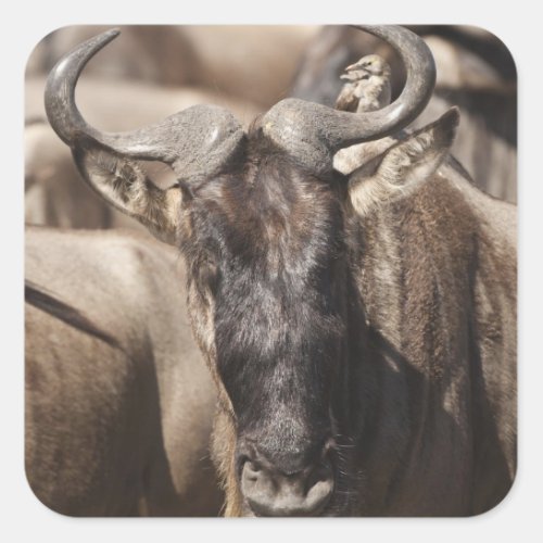 White_bearded Wildebeest with Wattled Starling Square Sticker