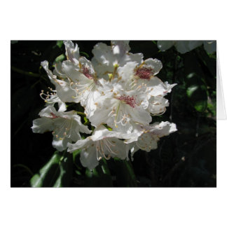 White beauty cards