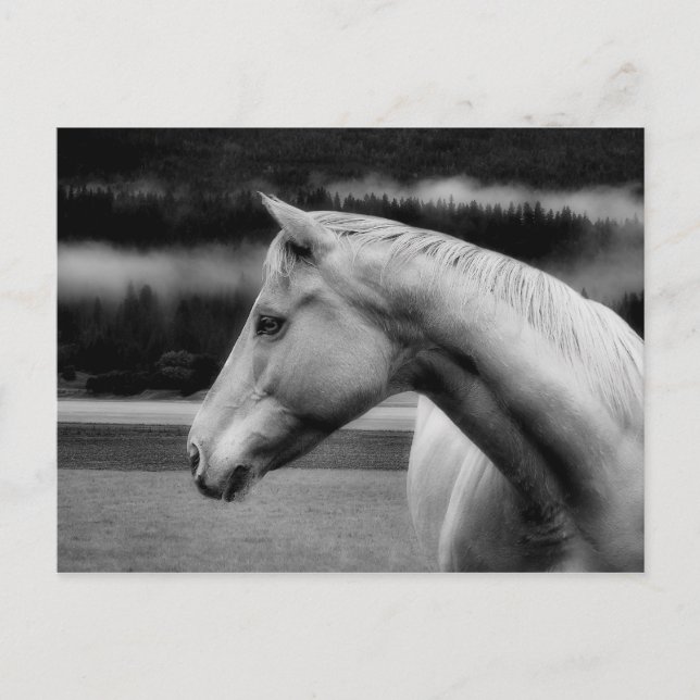 White Beauty Post Card (Front)