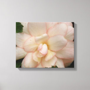 White Begonia Flower Canvas Print