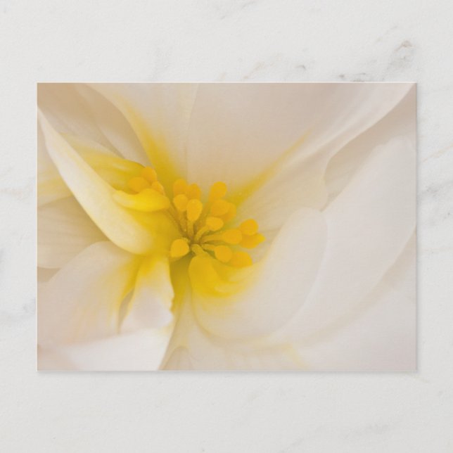 White Begonia Postcard (Front)