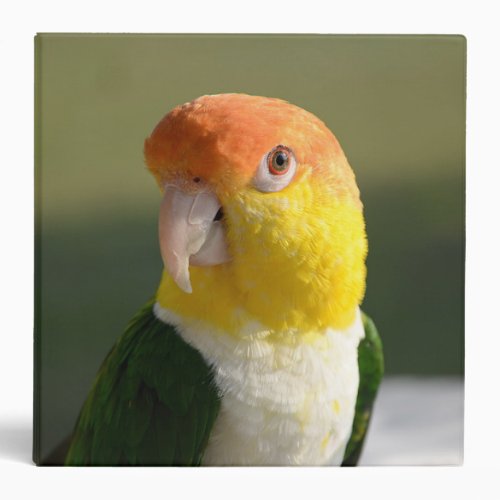 White Bellied Caique Parrot Binder