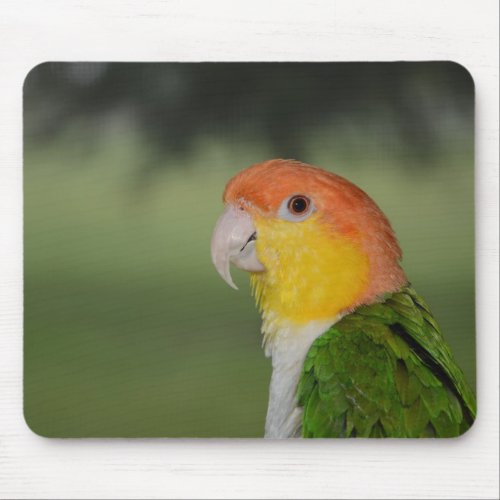 White Bellied Caique Parrot Outdoors Mouse Pad