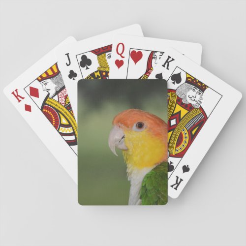 White Bellied Caique Parrot Outdoors Playing Cards