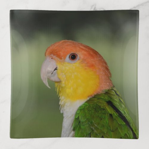 White Bellied Caique Parrot Outdoors Trinket Tray