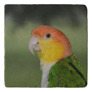 White Bellied Caique Parrot Outdoors Trivet