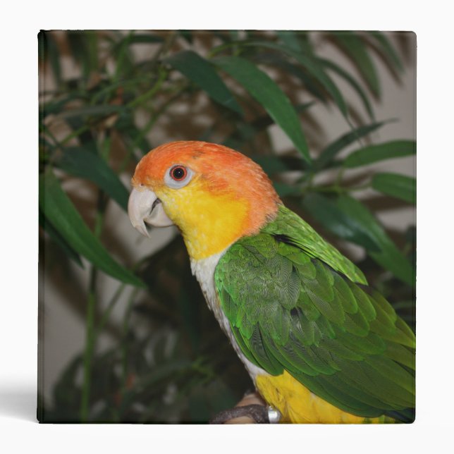 White Bellied Caique Parrot with Bamboo Tree 3 Ring Binder (Front)