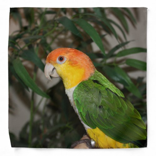 White Bellied Caique Parrot with Bamboo Tree Bandana