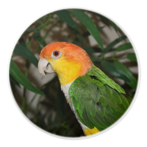 White Bellied Caique Parrot with Bamboo Tree Ceramic Knob