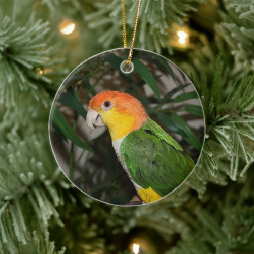White Bellied Caique Parrot with Bamboo Tree Ceramic Ornament
