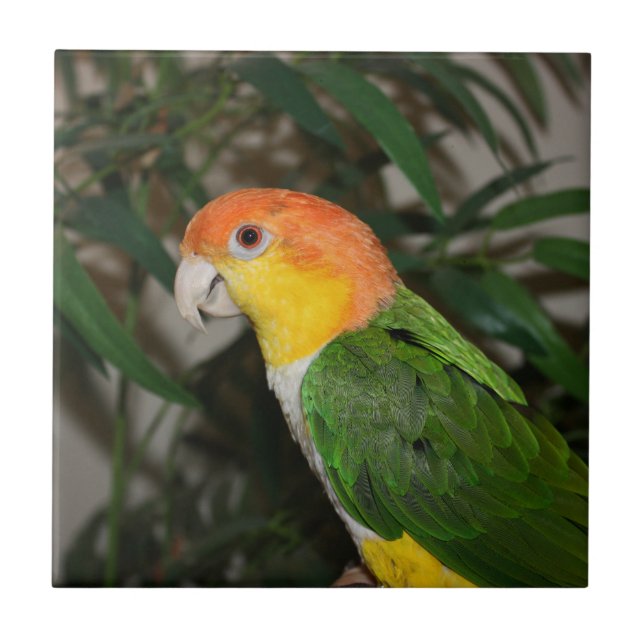 White Bellied Caique Parrot with Bamboo Tree Ceramic Tile (Front)
