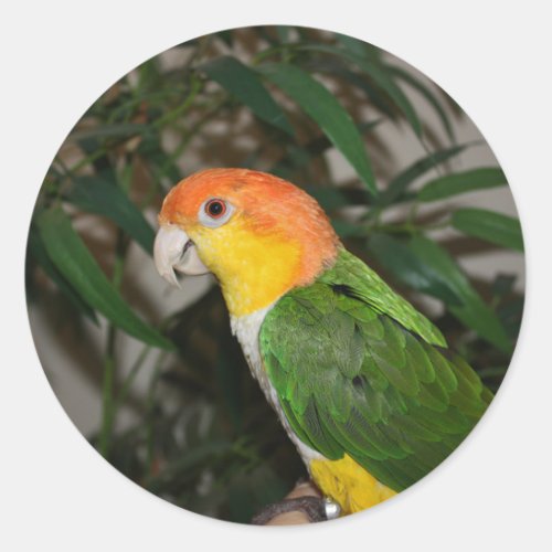 White Bellied Caique Parrot with Bamboo Tree Classic Round Sticker