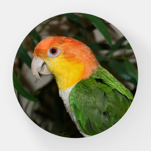 White Bellied Caique Parrot with Bamboo Tree Paperweight