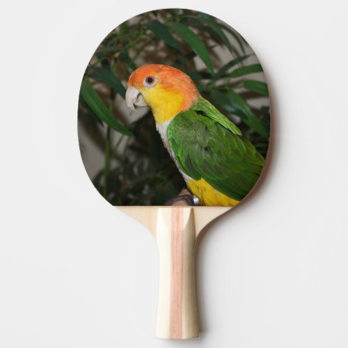 White Bellied Caique Parrot with Bamboo Tree Ping Pong Paddle