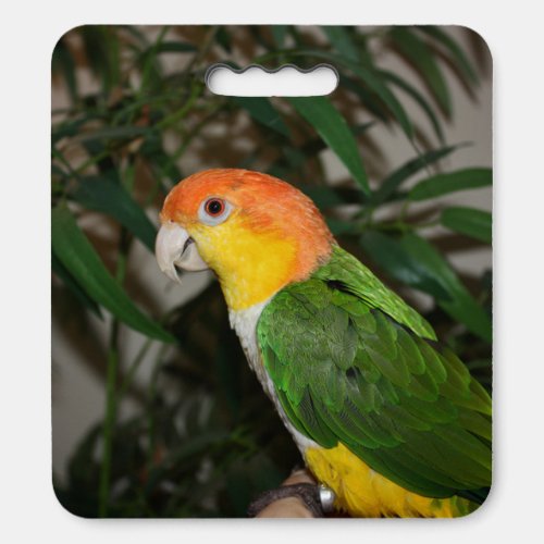 White Bellied Caique Parrot with Bamboo Tree Seat Cushion