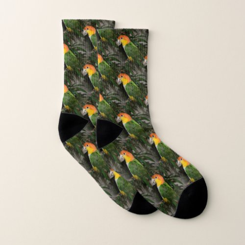 White Bellied Caique Parrot with Bamboo Tree Socks