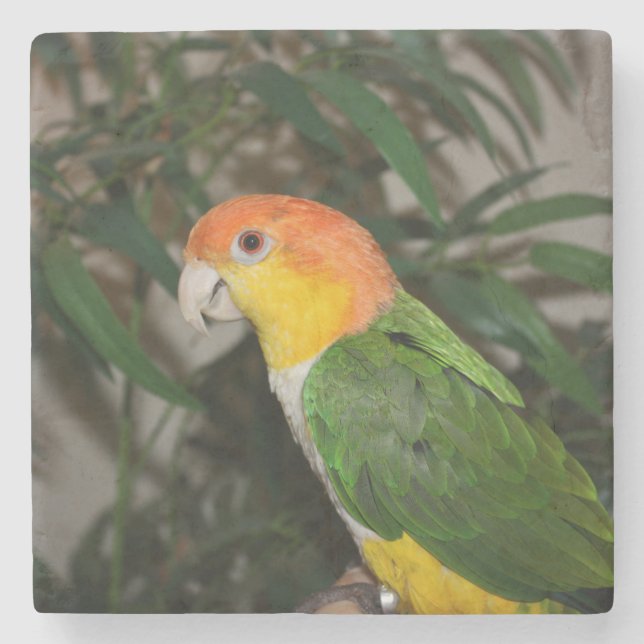 White Bellied Caique Parrot with Bamboo Tree Stone Coaster (Front)