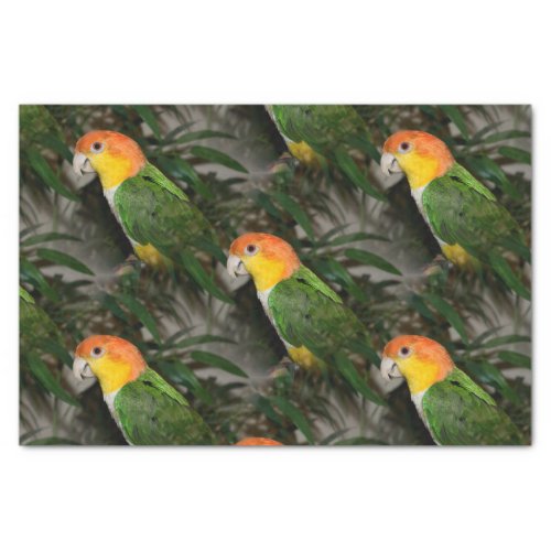 White Bellied Caique Parrot with Bamboo Tree Tissue Paper