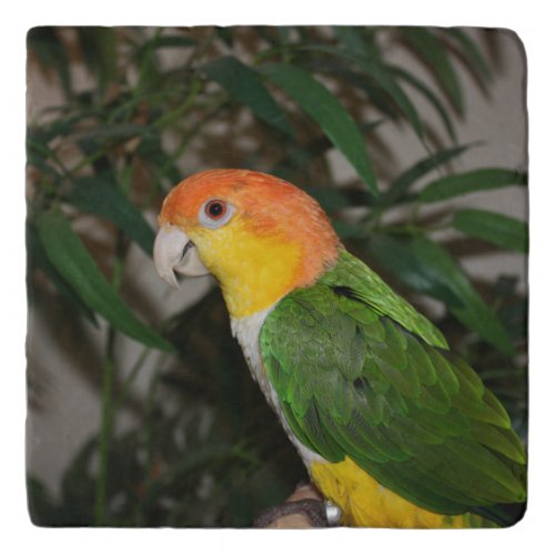 White Bellied Caique Parrot with Bamboo Tree Trivet