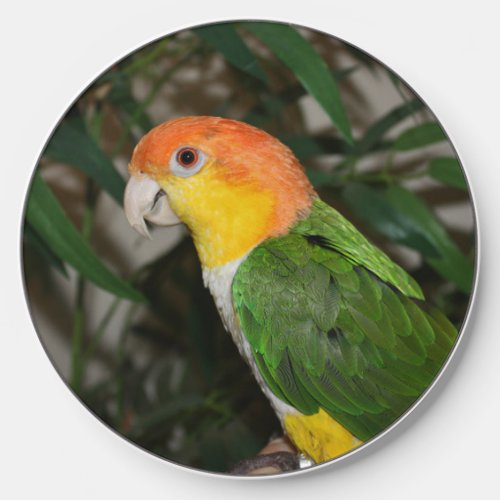 White Bellied Caique Parrot with Bamboo Tree Wireless Charger