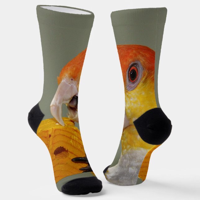 White Bellied Caique Parrot With Wood Block Toy Socks (Angled)