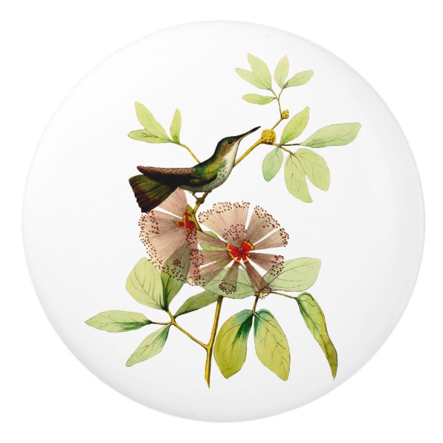 White Bellied Emerald Hummingbird Ceramic Knob (Front)