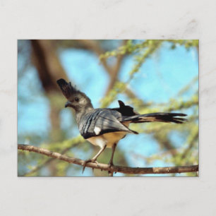 White-bellied Go Away Bird Postcard