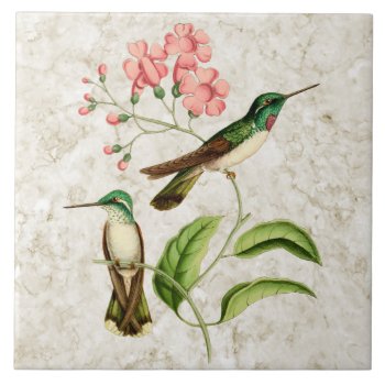 White Bellied Hummingbirds Vintage Nature Art Tile by hummingbirder at Zazzle