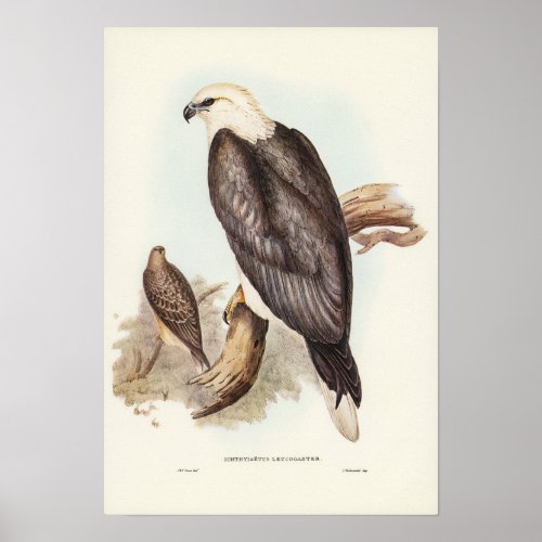 White_bellied Sea Eagle by Elizabeth Gould Poster