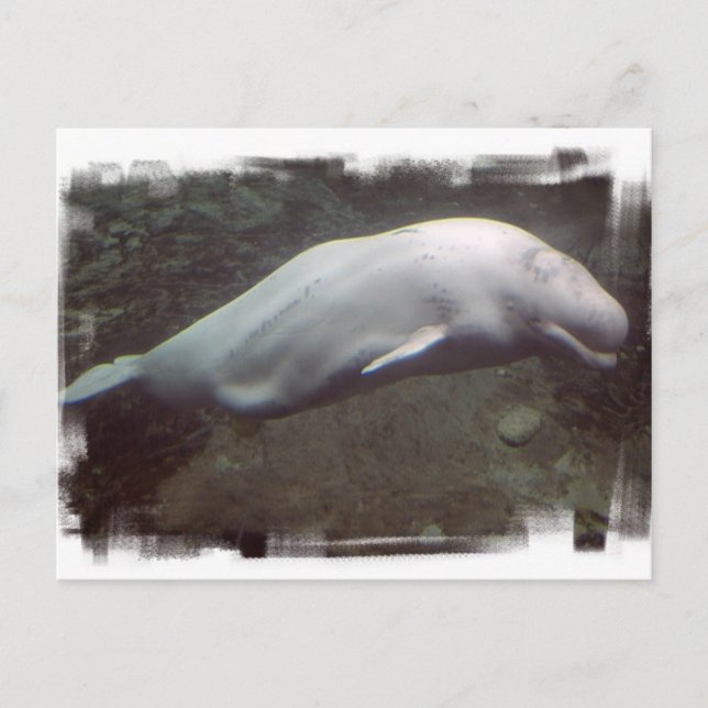 White Beluga Whale  Postcard (Front)