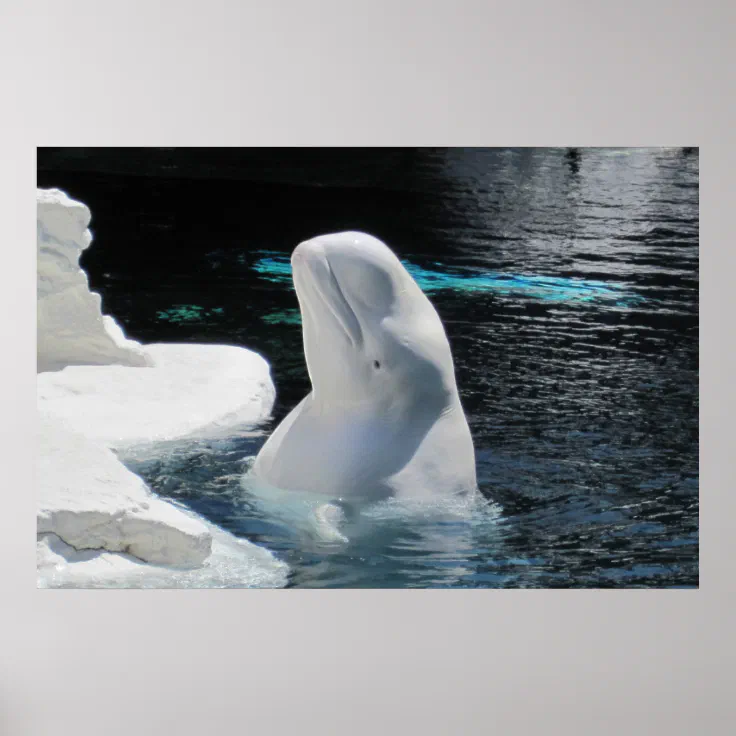 White Beluga Whale Poster | Zazzle