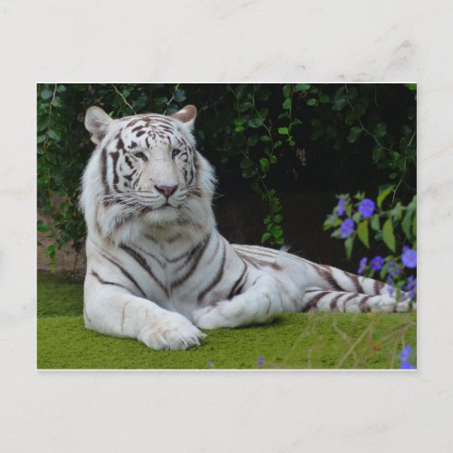 White Bengal Beautiful Tiger Cat Resting Postcard