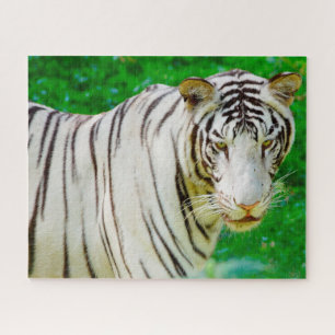 White Bengal Tiger. Big Cats. Jigsaw Puzzle
