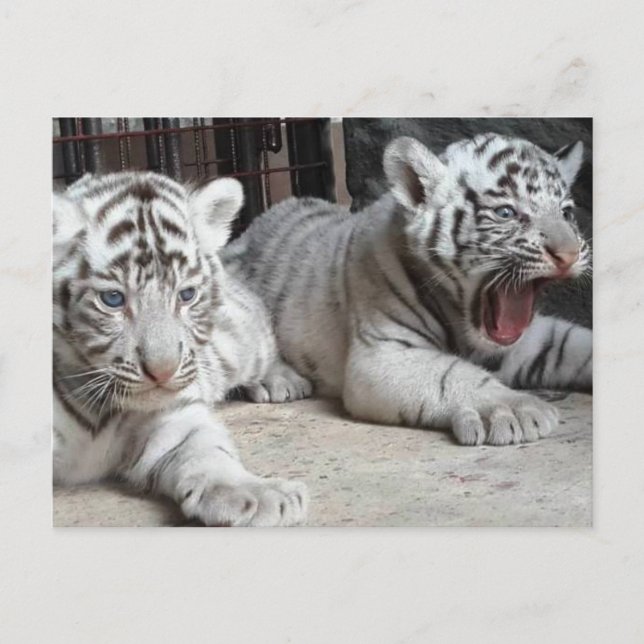 White Bengal Tiger Cubs, Trinidad Postcard (Front)