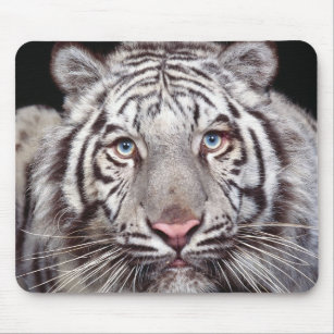 White Bengal Tiger Mouse Pad