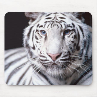 White Bengal Tiger Mousepad